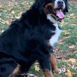 Bernese Mountain Dogs from Swiss Star Farms