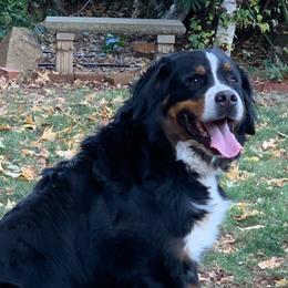 Bernese Mountain Dogs from Swiss Star Farms