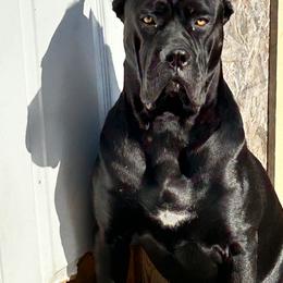 Cane Corso All Grown Up from Majestic Pride Cane Corso LLC