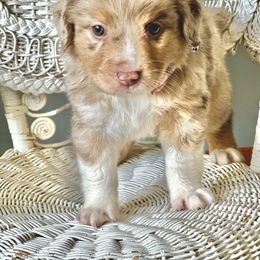Miniature Australian Shepherd Puppies from JW Ranch