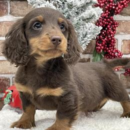 Brody - Chocolate and tan male Dachshund puppy in Industry, Illinois from KDKs Kennels