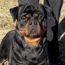 magician  - Rottweiler