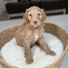 Magenta Collar - Red female Irish Doodle puppy in Indiahoma, Oklahoma from Farm Fresh Doodles