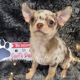 Rusty - Merle male Chihuahua puppy in Bowdon, Georgia from Paschal's Pups