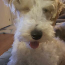 Wire Fox Terriers from New River Wire Fox Terriers