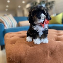 Goldendoodle and Havapoo Puppies from Lady Paws Puppies