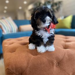 Goldendoodle and Havapoo Puppies from Lady Paws Puppies