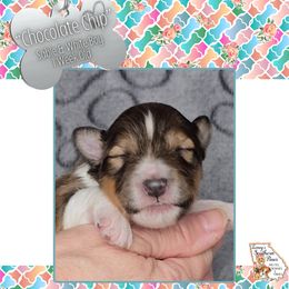 Boy 1 - Chocolate Chip - Sable and white male Shetland Sheepdog puppy in Elberton, Georgia from Ioney's Southern Paws Shelties, Frenchies, and Yorkies