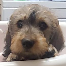 Purple Collar Tally Ho - Red female Dachshund puppy in Greenbrier, Tennessee from Dry Creek Dachshunds