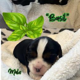 Basil - Tri-color male Cavalier King Charles Spaniel puppy in Idaho City, Idaho from Whispering Pines Cavaliers