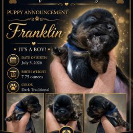 Franklin - Black and gold male Yorkshire Terrier puppy in Patterson, California from Luxe Yorkies of Central Valley