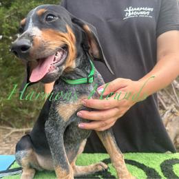 Ruger - Blue ticked and tan male Bluetick Coonhound puppy in Mount Pleasant, Texas from Harmons Hounds