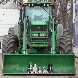 Aussiedoodle Puppies from Wilson Cattle Co.