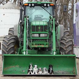 Aussiedoodle Puppies from Wilson Cattle Co.