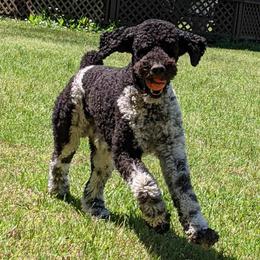 Poodles from McIntosh Standard's