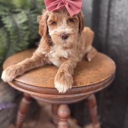 Goose - Red  female Goldendoodle puppy in Newcastle, Oklahoma from Hollywood Doodles