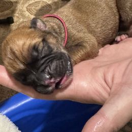 Cocoa- Dark Pink Collar-Fawn Female 1 - Fawn female Boxer puppy in Madras, Oregon from BnT Boxers