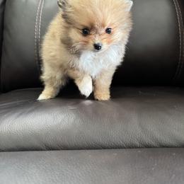 Dolly j - Blue merle female Pomeranian puppy in Los Angeles, California from Adelia’s perfect poms