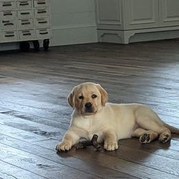 Labrador Retriever Puppies from BAK Forty Ranch