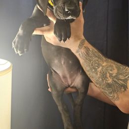 Girl 2 - Black Great Dane puppy in Ohio from Loyal-Loves Great Danes