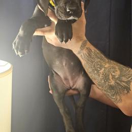 Girl 2 - Black Great Dane puppy in Ohio from Loyal-Loves Great Danes