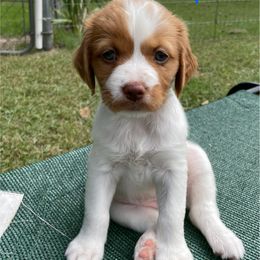 Tie Dye Girl - Orange and white female Brittany puppy in Milner, Georgia from Hi-Hope Kennel