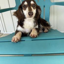 Hershey - Dachshund