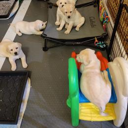 Labrador Retriever Puppies from Regal Oaks Labradors