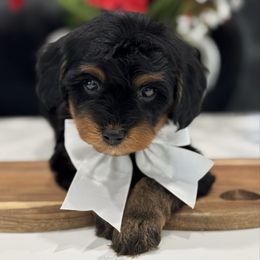 Starlight - Black and tan female Cavapoo puppy in Apple Valley, California from Fletcher Fuzzy Friends