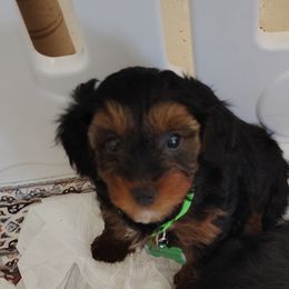 Poodles, Yorkipoos, and Yorkshire Terriers from Desert Flower Breeders