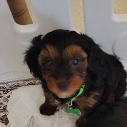 Poodles, Yorkipoos, and Yorkshire Terriers from Desert Flower Breeders