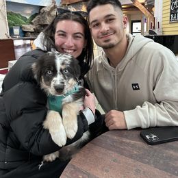 Australian Shepherd Puppies from Discovery Hill Australian Shepherds