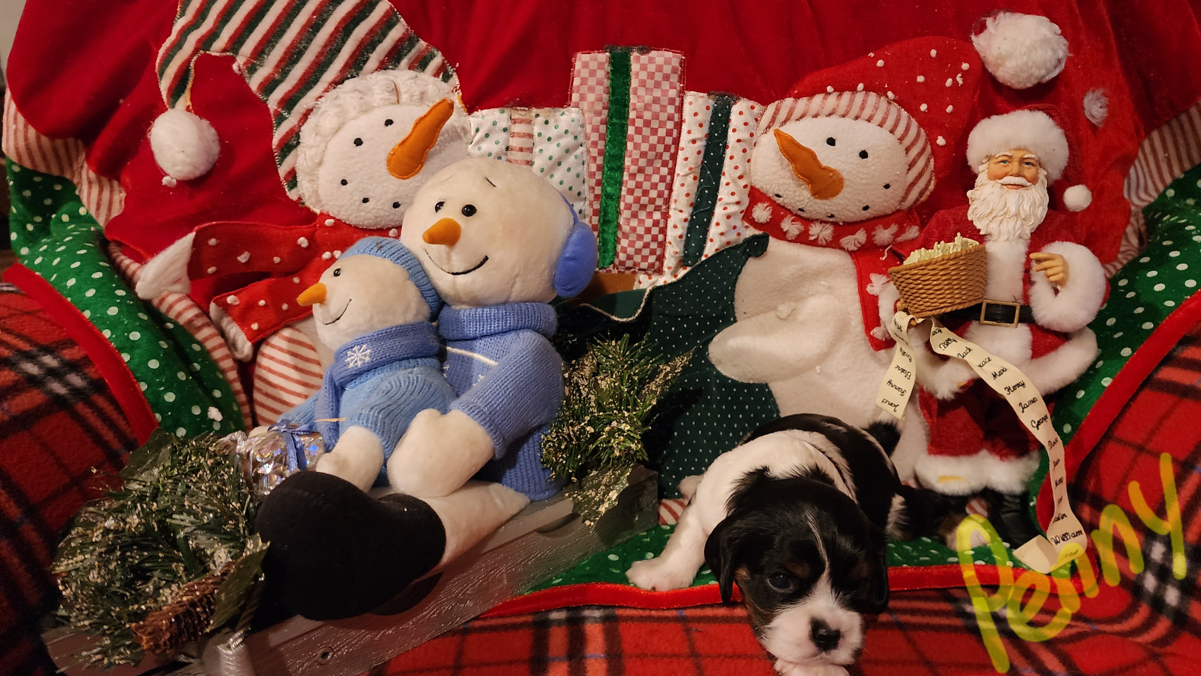 Penny - Tri-color Cavalier King Charles Spaniel puppy in Horseheads, New York from Cory's Cavaliers