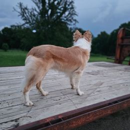 Kala - Border Collie