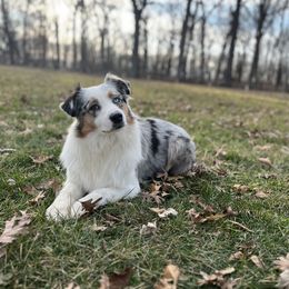 Crispy - Australian Shepherd