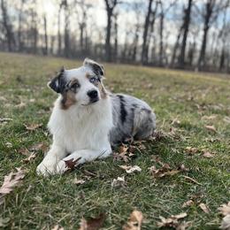 Crispy - Australian Shepherd