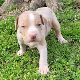 Male 2 - Red merle male Catahoula Leopard Dog puppy in Gadsden, Alabama from Rich Cat’s