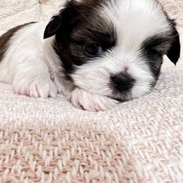 Shih Tzus from Jazmine’s Shih Tzu Pups