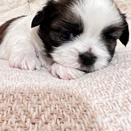 Shih Tzus from Jazmine’s Shih Tzu Pups