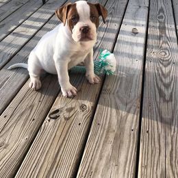 American Bulldog Puppies from Rogue Native Bulldogs