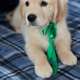Mr. Green, Diesel - Golden male Golden Retriever puppy in Crawfordsville, Indiana from Sunridge Goldens