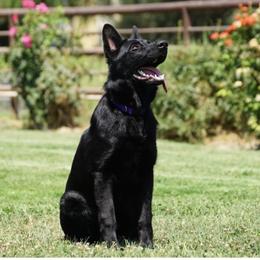 Miso - German Shepherd