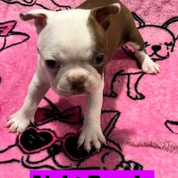 Boston Terrier Puppies from Heather's Boston Babies