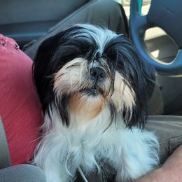 Lucy - Shih Tzu