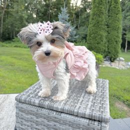 Sweetie - Biewer Terrier