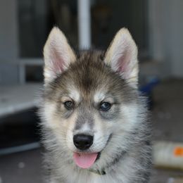 Siberian Husky Puppies from SoFlo Siberians