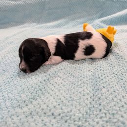 Ricky - Piebald male Dachshund puppy in Jerusalem, Ohio from Twin Hickory Ranch