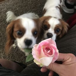 Cavalier King Charles Spaniel Puppies from Christina’s Cavaliers