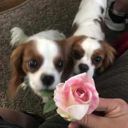 Cavalier King Charles Spaniel Puppies from Christina’s Cavaliers