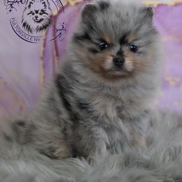 Balenciaga - Blue merle female Pomeranian puppy in Fultonville, New York from Sandy Aussies & Pomeranians
